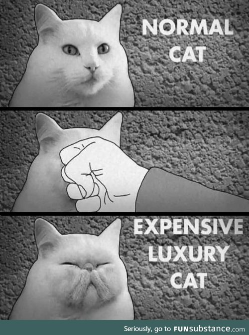 Expensive cats
