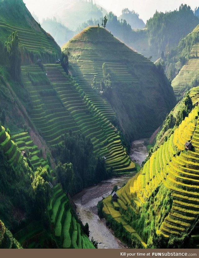 Rice fields of Vietnam