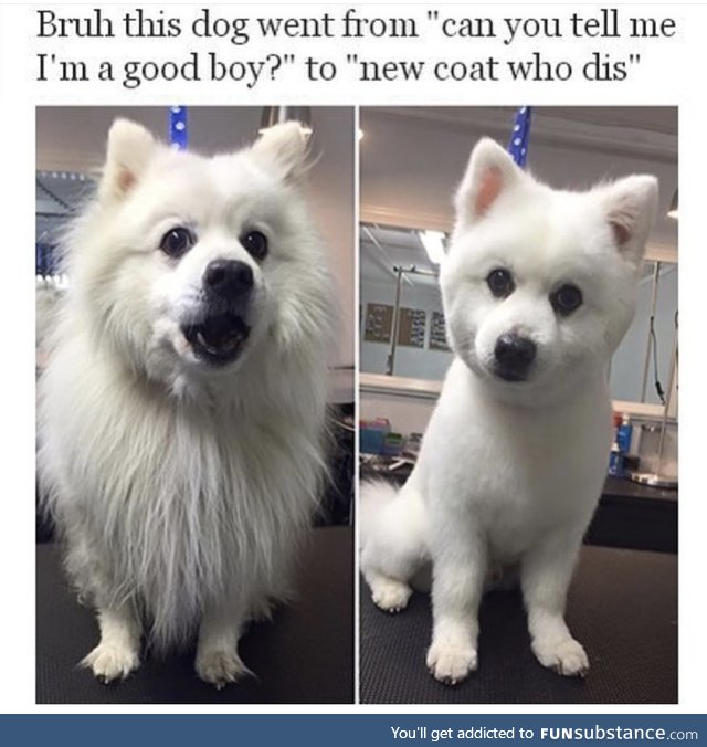 Still a good boy Bront
