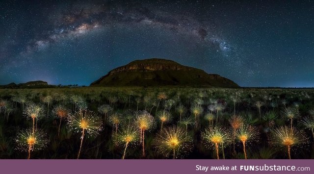 Cosmic Wildflowers by Marcio Cabral