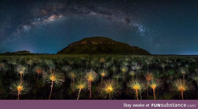 Cosmic Wildflowers by Marcio Cabral