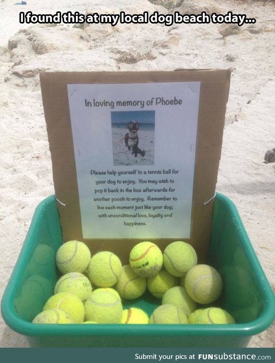 In loving memory of a great dog