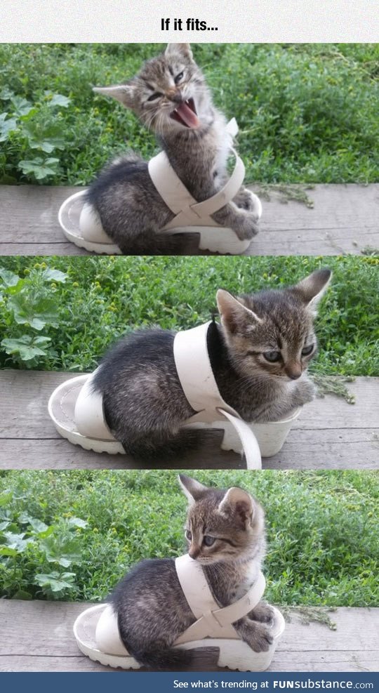 Kitty fits in shoe
