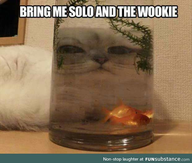 The wooki I need him