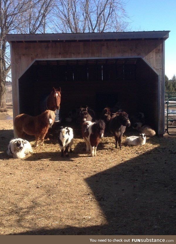 I went to a small farm and said "Hello animals" to the animals and they all