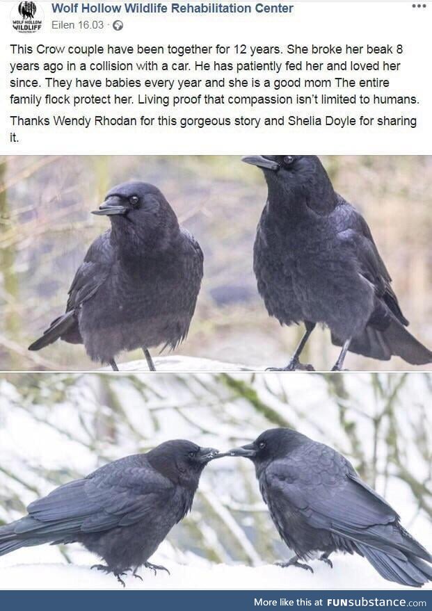 Respect the crows