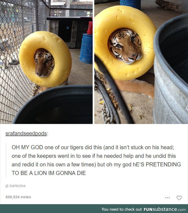 This tiger aspires to be a lion