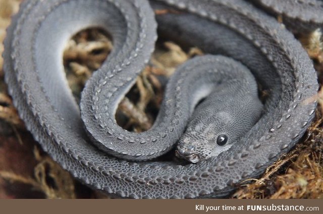 Xenodermus Javanicus aka The Dragonsnake
