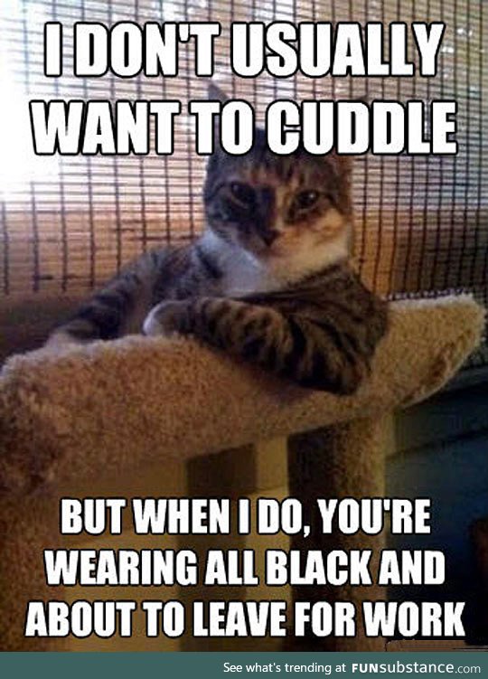 When cats want to cuddle