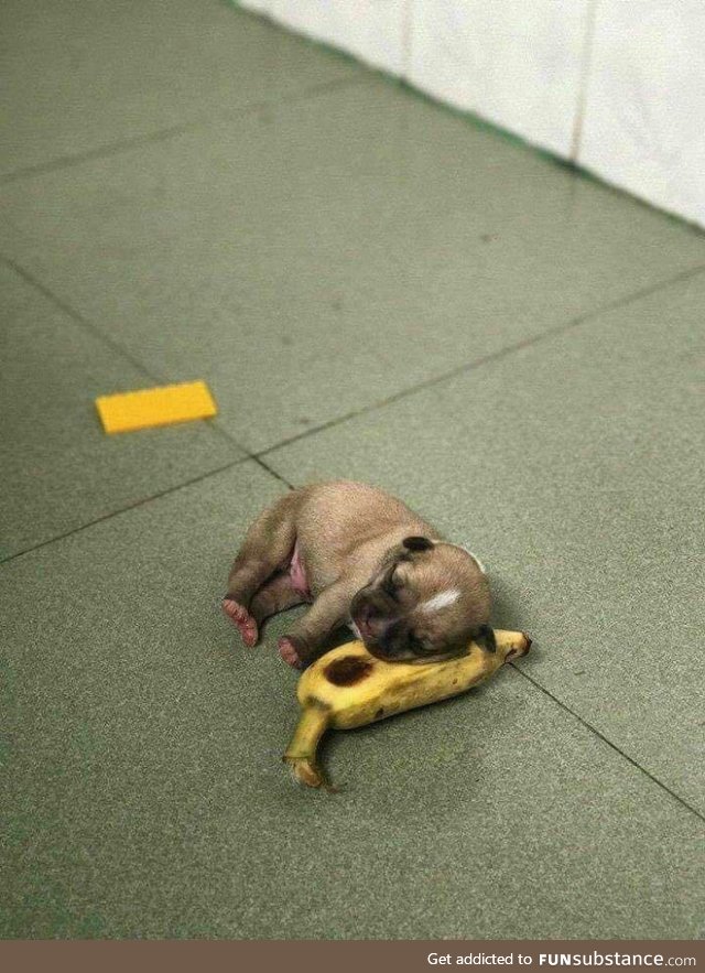 Banana for scale (not mine but cute AF)