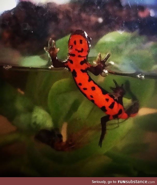 Smiley face newt