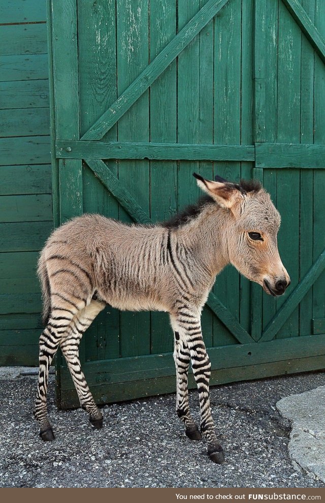 Half zebra half donkey. He's a little zonkey