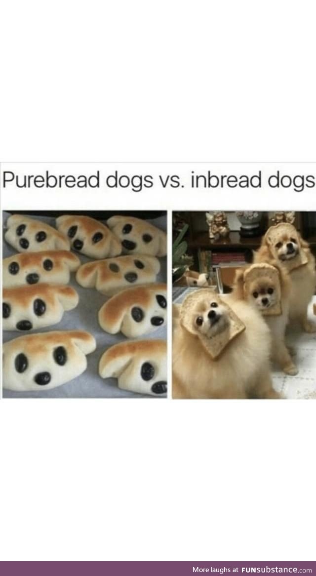 The best kind of dogs