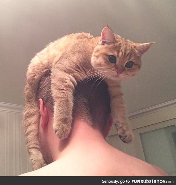 He really likes to be carried on my head