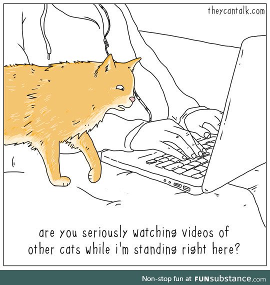Kitty is not pleased with your internet history
