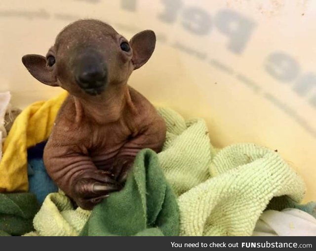 This baby tamandua is the definition of creepy cute.