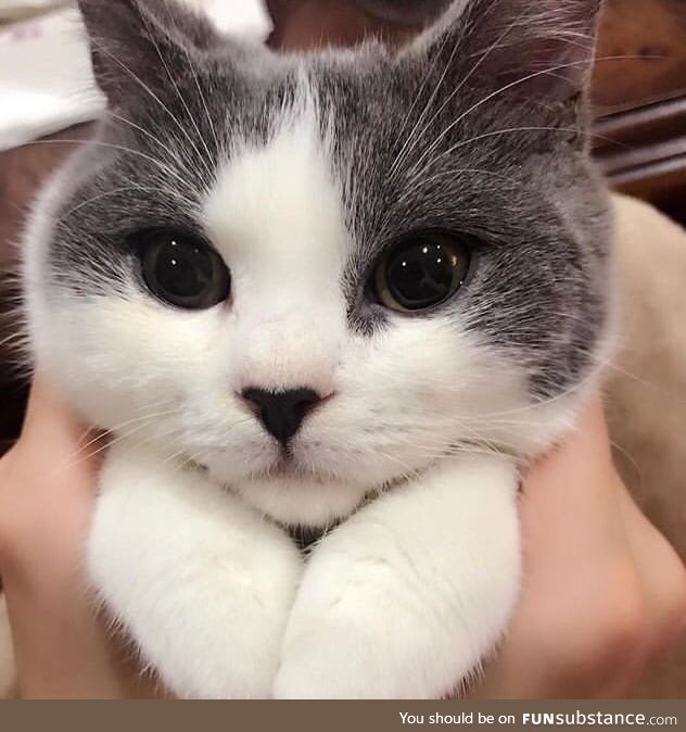 Just aww