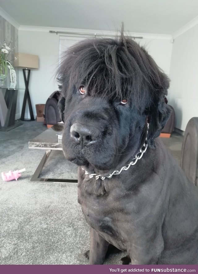 Just shaved my Newfoundland, look at his new hair style what a dude