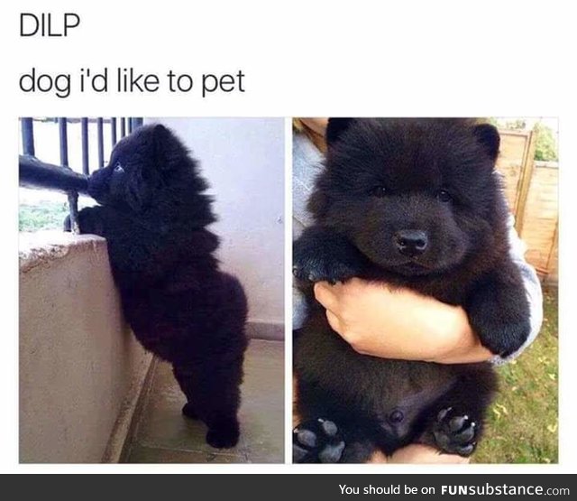 Sooo, ALL dogs