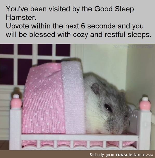 Good sleep hamster