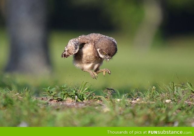 Baby owl learning to fly