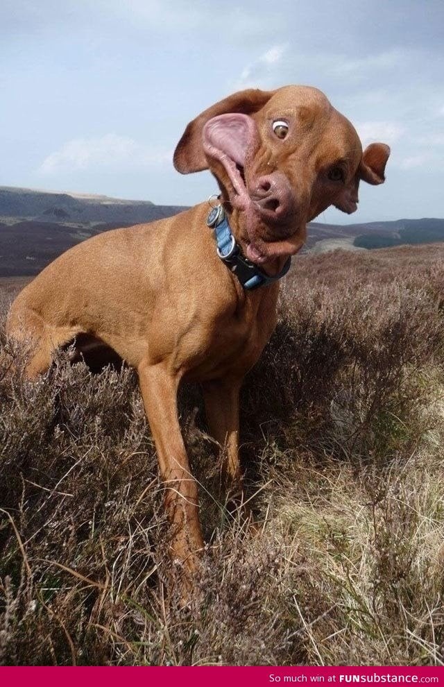 The funniest dog face I've seen in a while!