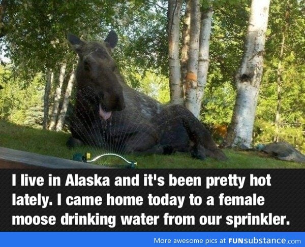 When it gets hot in alaska