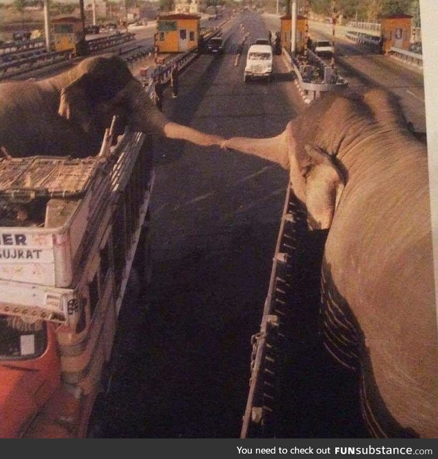 Two captive elephants bidding adieu