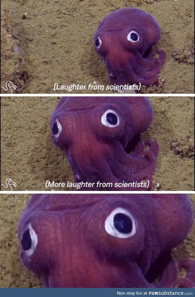 Googly eyes squid