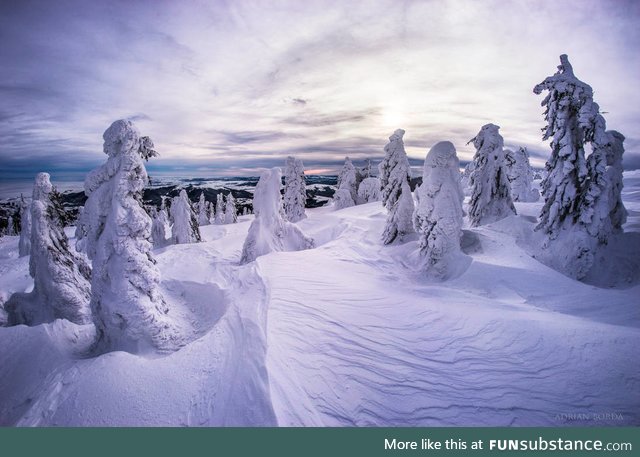 Vladeasa, Romania mountains. ...Where the blizzard and frost transform the trees