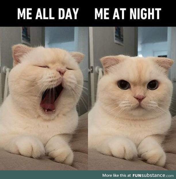 I think I'm a cat