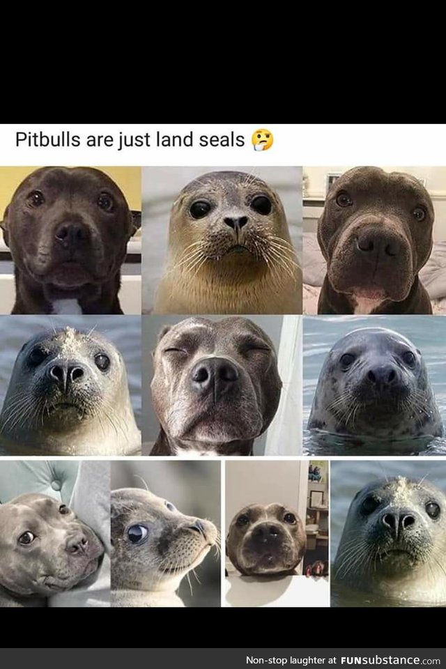 Pit Bulls are just land seals
