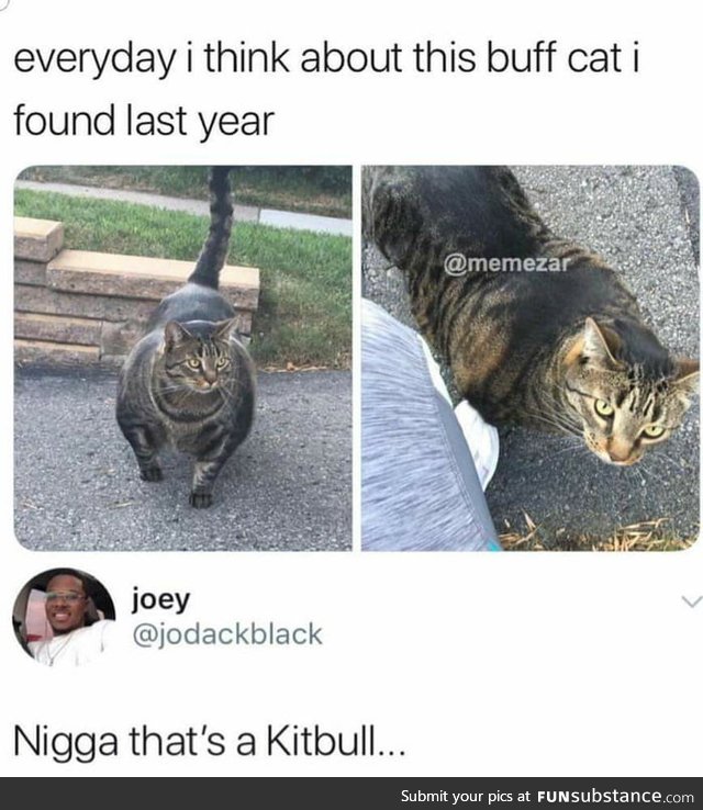 Look at this Kitbull!