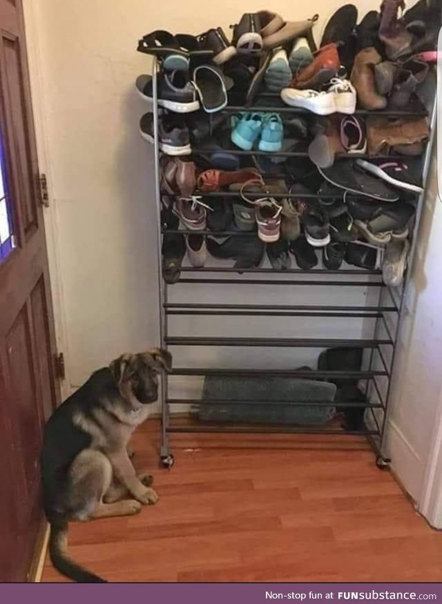 Apparently somebody likes to eat shoes