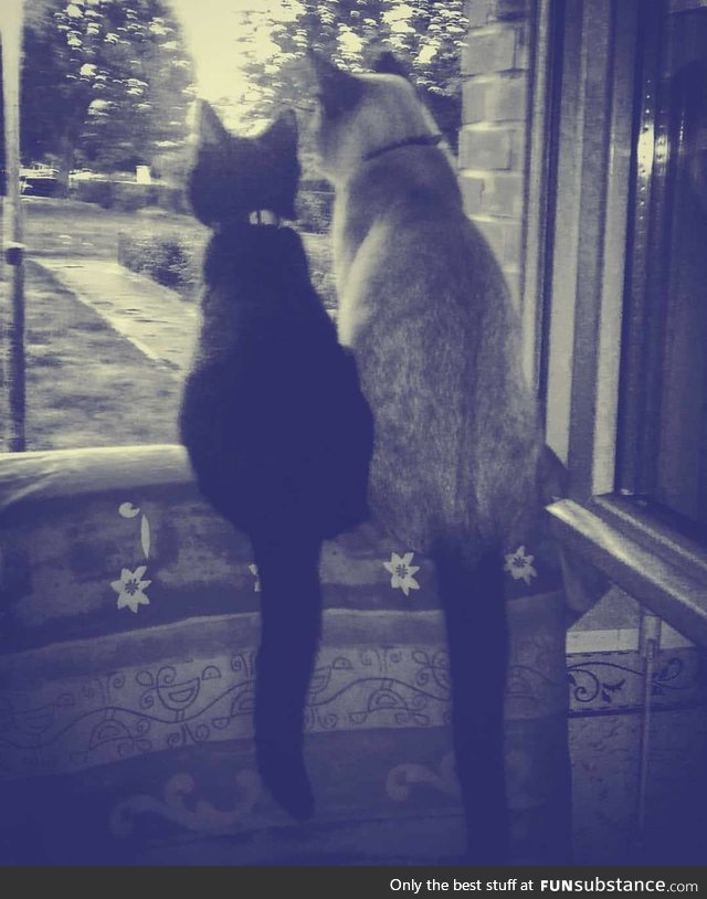 My old cats, left is Robin and right is Réglisse, just a smol couple