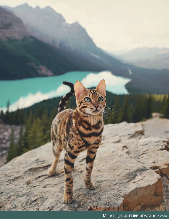 Suki, the travelling cat