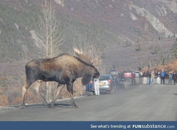 I never knew moose were this huge