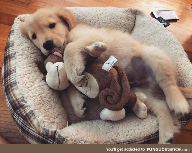 Just a cute pupperino