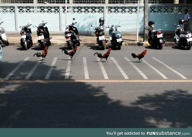 These chicken's depiction of the most iconic album cover of all time