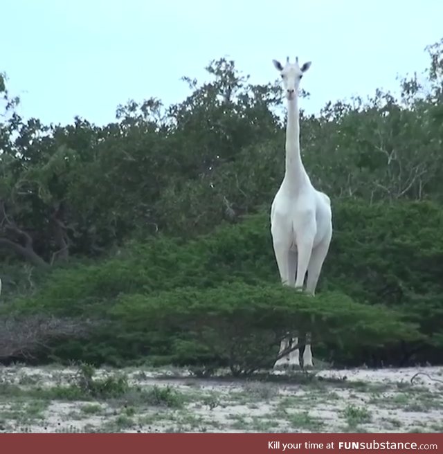 White giraffe spotted in Kenya