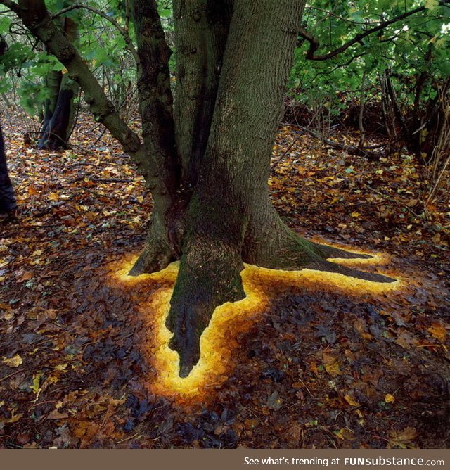 How a simple, careful placement of leaves around a tree's roots makes it look like