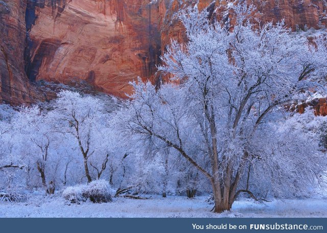 Frosted Trees