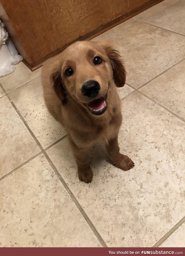 6 month old Marley has the softest smile I've ever seen. I will protect this boi at