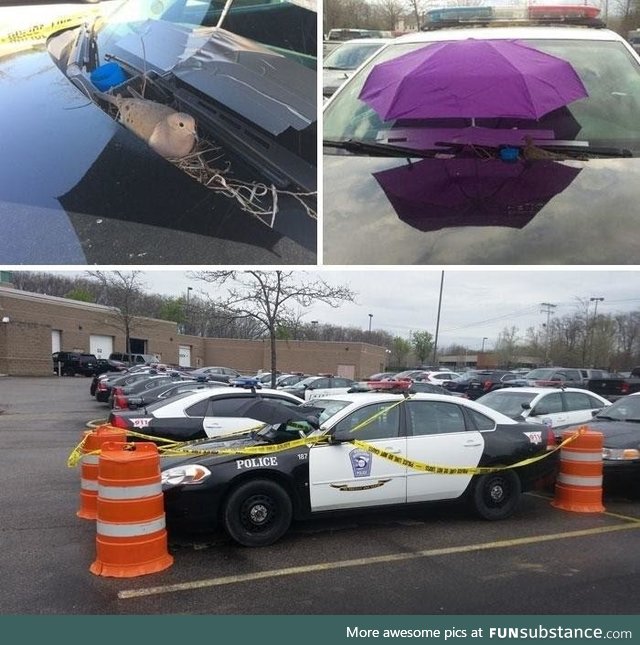 Police department noticed a bird built a nest so they took the cruiser out of commission