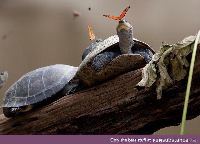 Julia butterflies feed on the tears of turtles