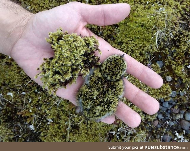 The Golden Plover matches the mossy Arctic nesting site perfectly
