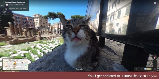This cat on google maps got me dead :D