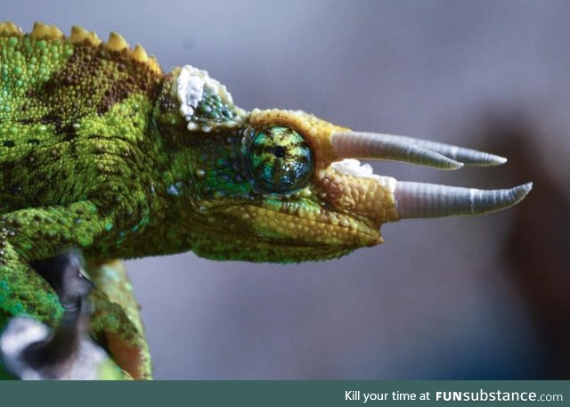 Wild Jackson’s Chameleon in Oahu, Hawaii