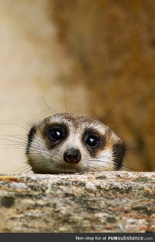 Furtive Nosy Meerkat
