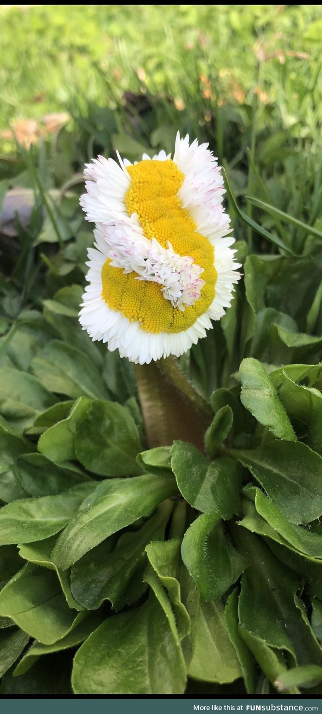 This mutated daisy